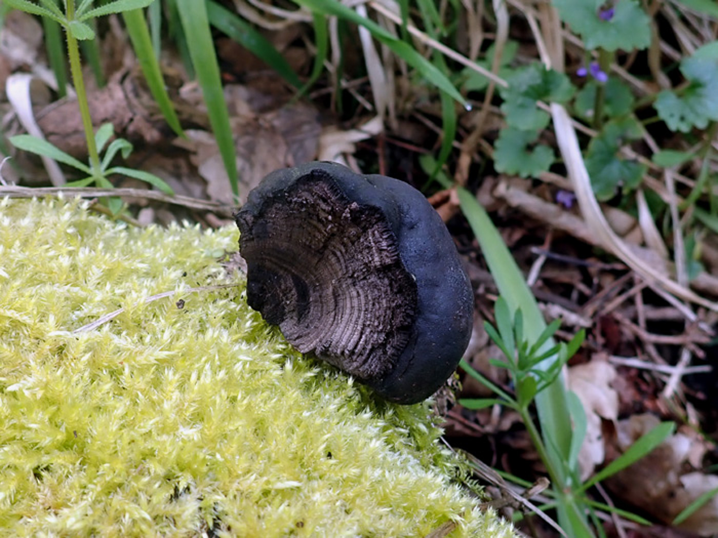 Photo by Penny Cullington Daldinia concentrica by Penny Cullington